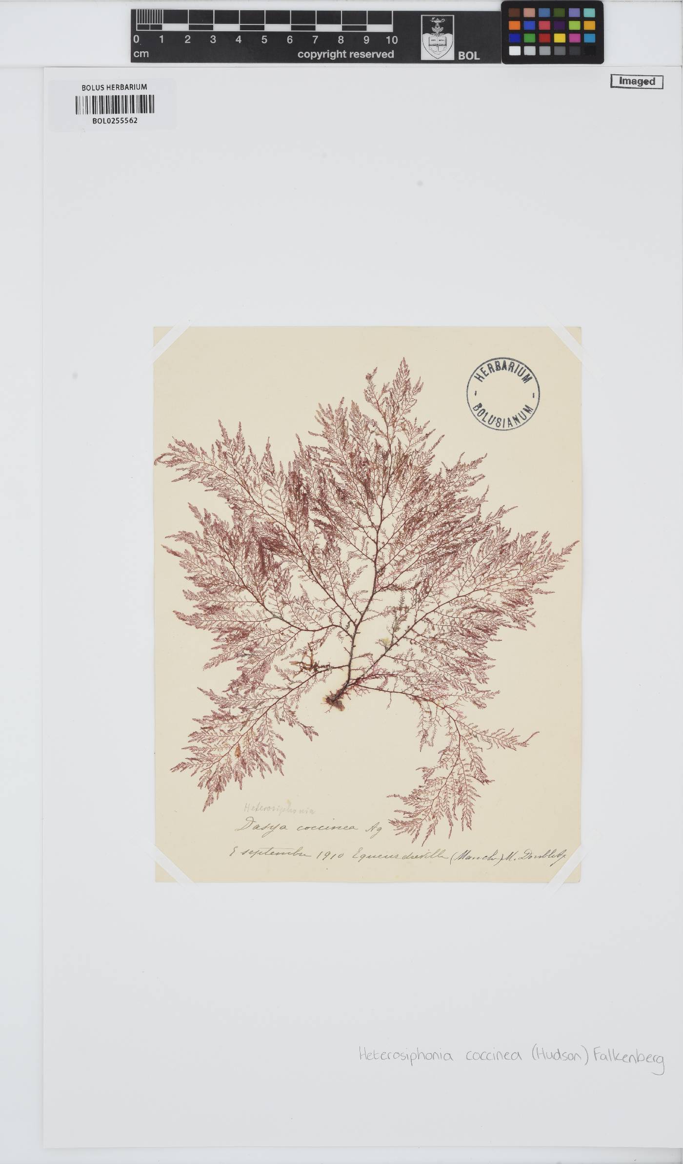 Heterosiphonia plumosa image