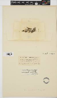 Herposiphonia prorepens image