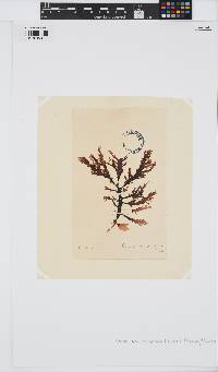 Hemineura frondosa image