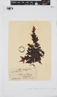 Hemineura frondosa image