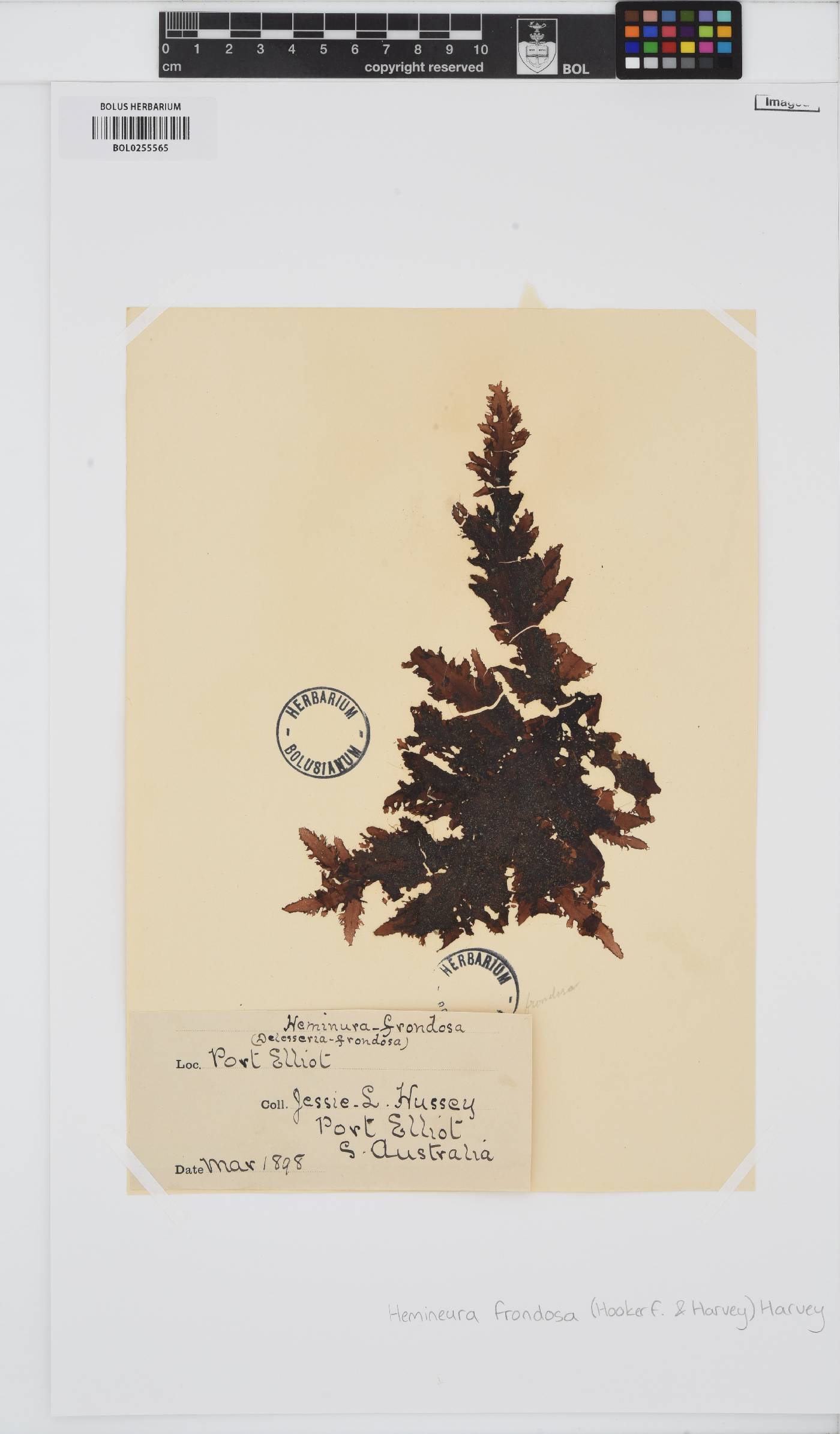 Hemineura frondosa image