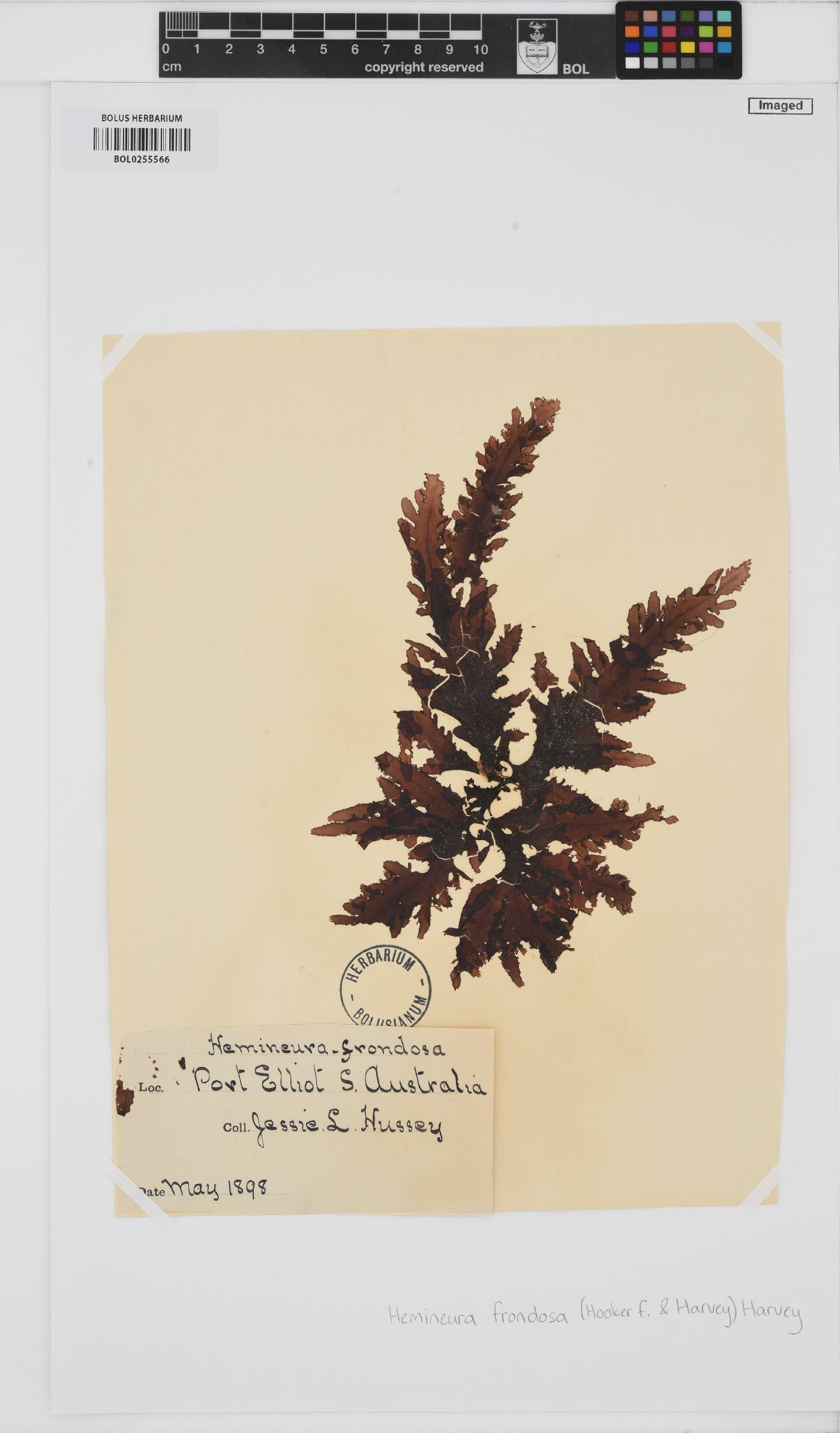 Hemineura frondosa image