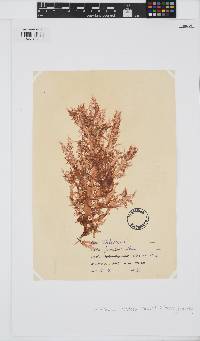 Hemineura frondosa image