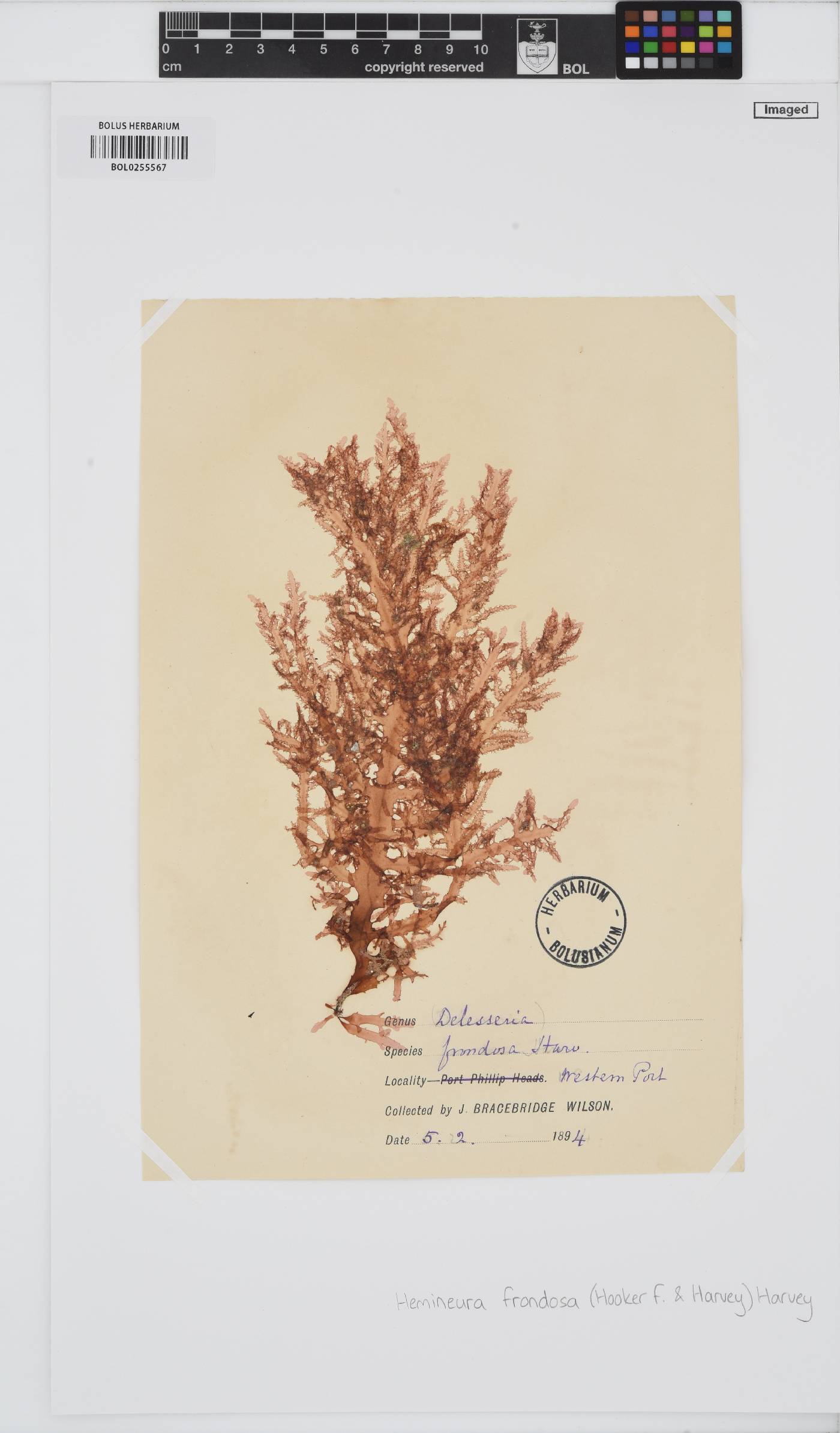 Hemineura frondosa image