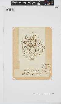 Helminthora divaricata image