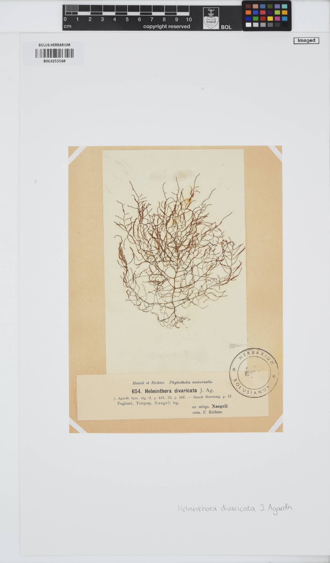 Helminthora divaricata image