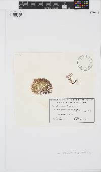 Image of Helminthocladia dotyi