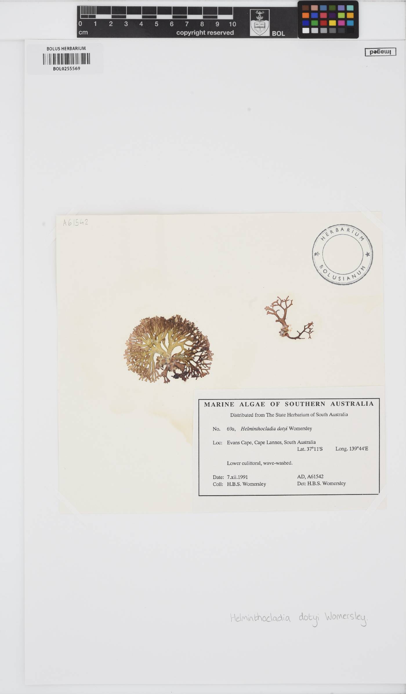 Helminthocladia dotyi image