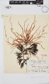 Haplodasya tomentosa image