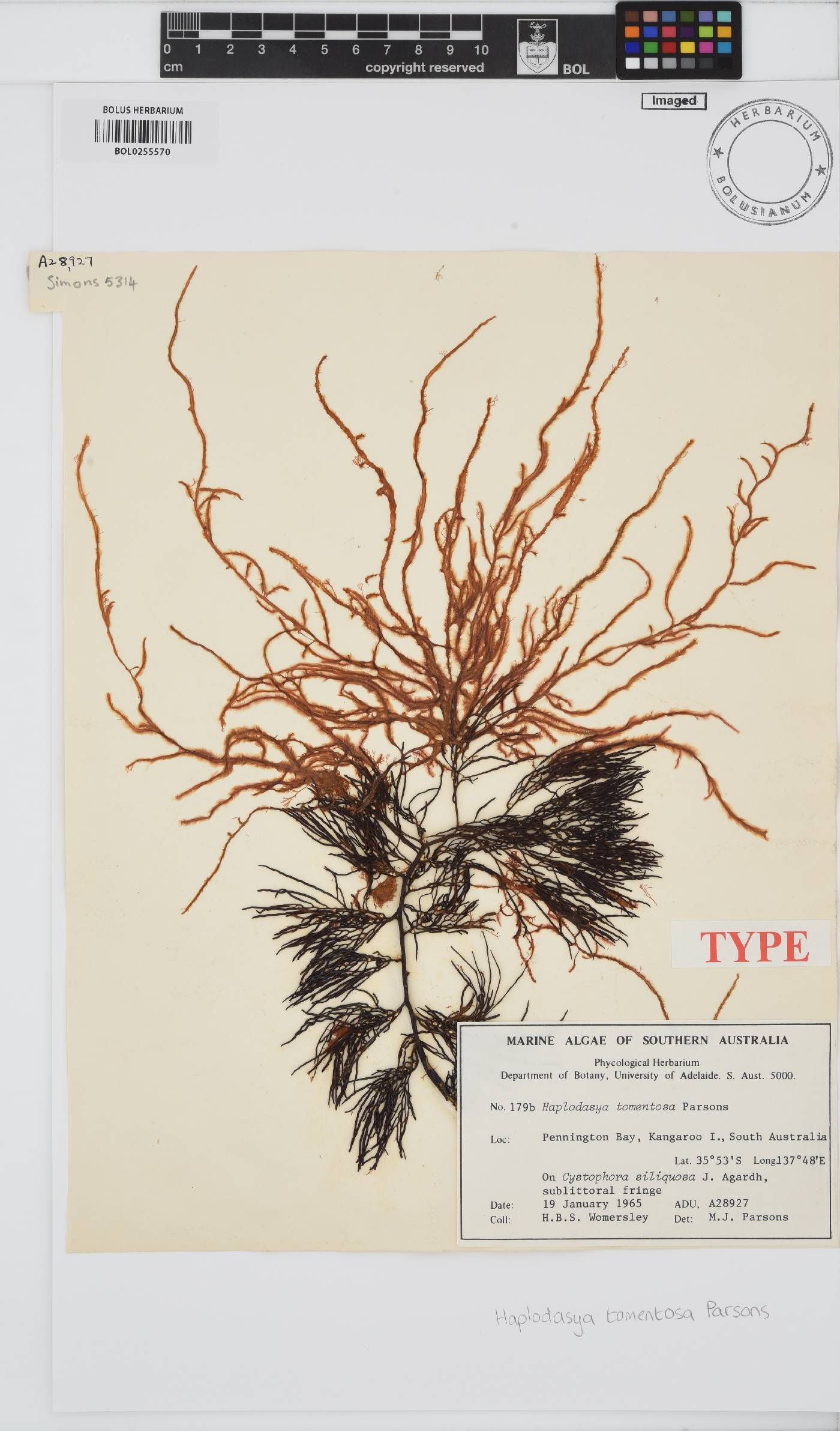 Haplodasya tomentosa image