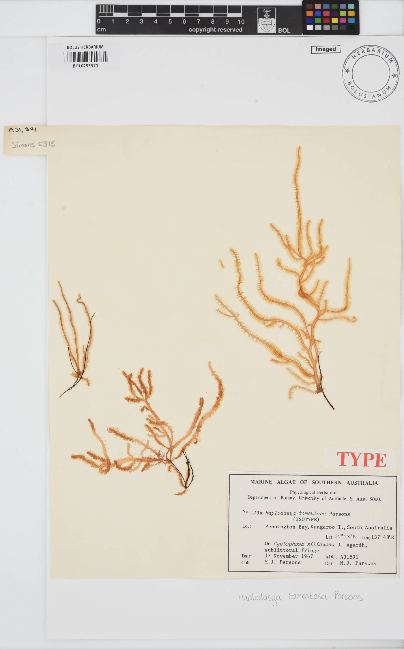 Haplodasya tomentosa image