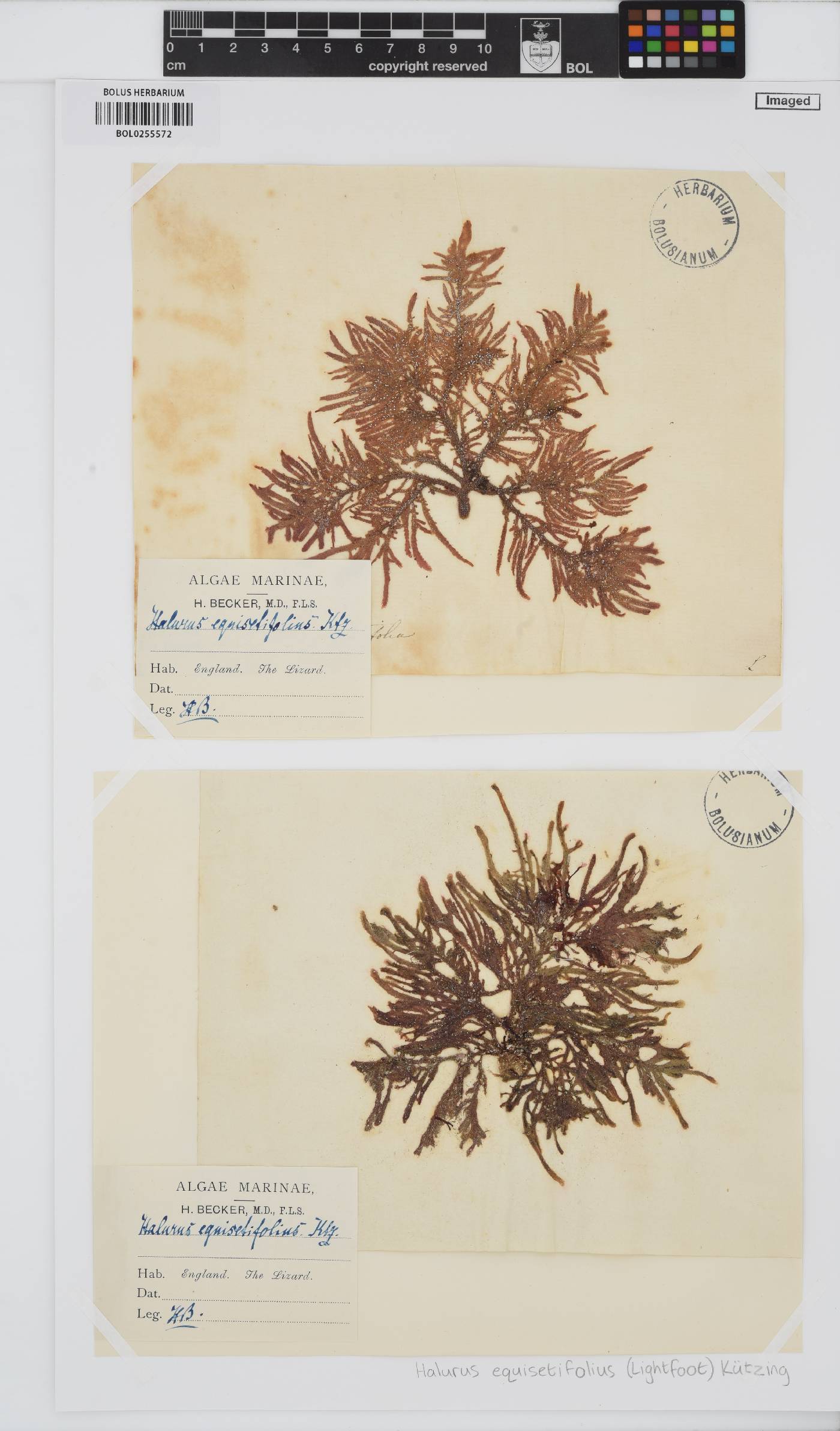 Halurus equisetifolius image