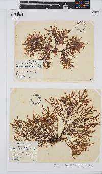 Halurus equisetifolius image