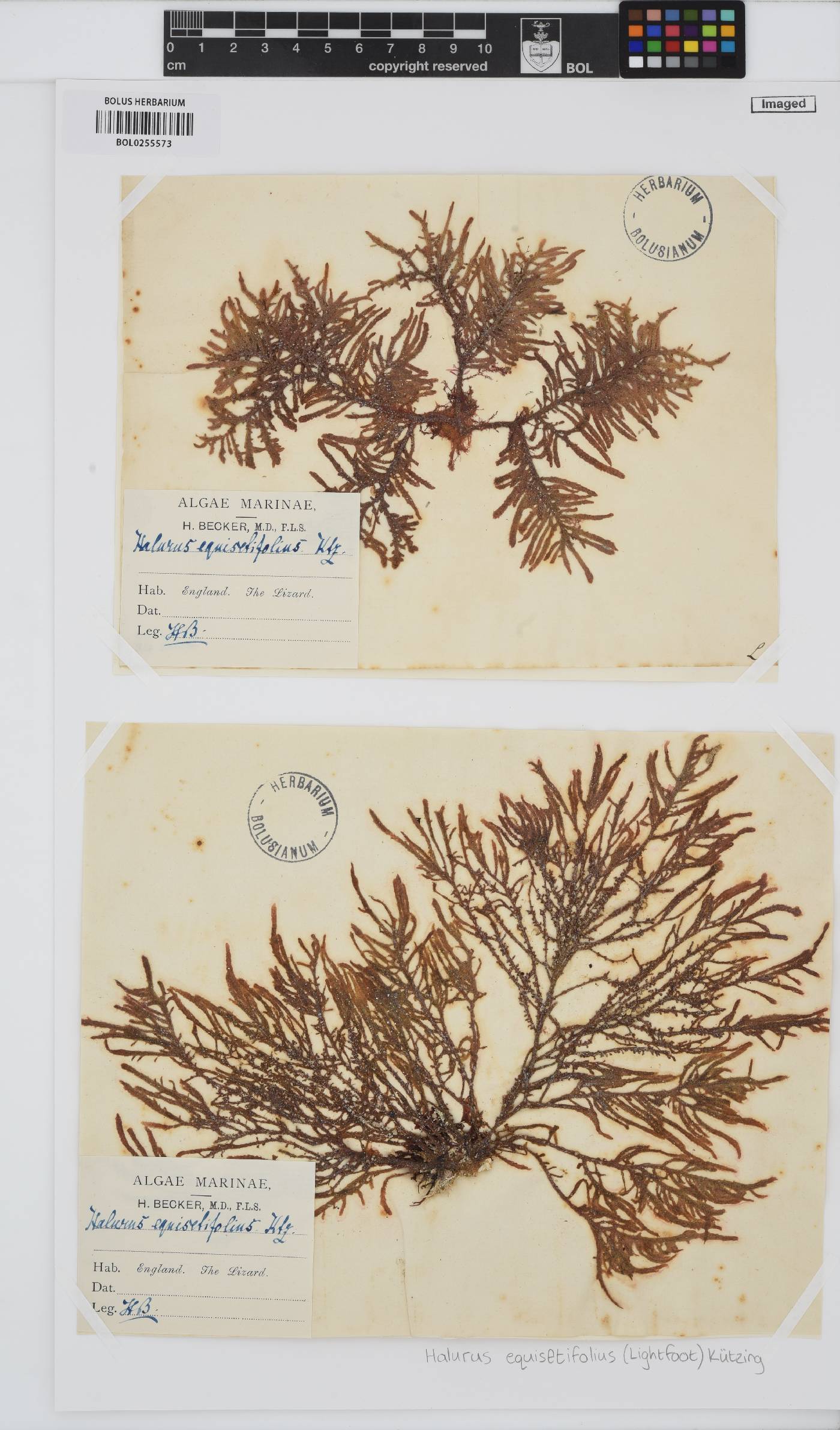 Halurus equisetifolius image