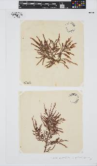 Halurus equisetifolius image