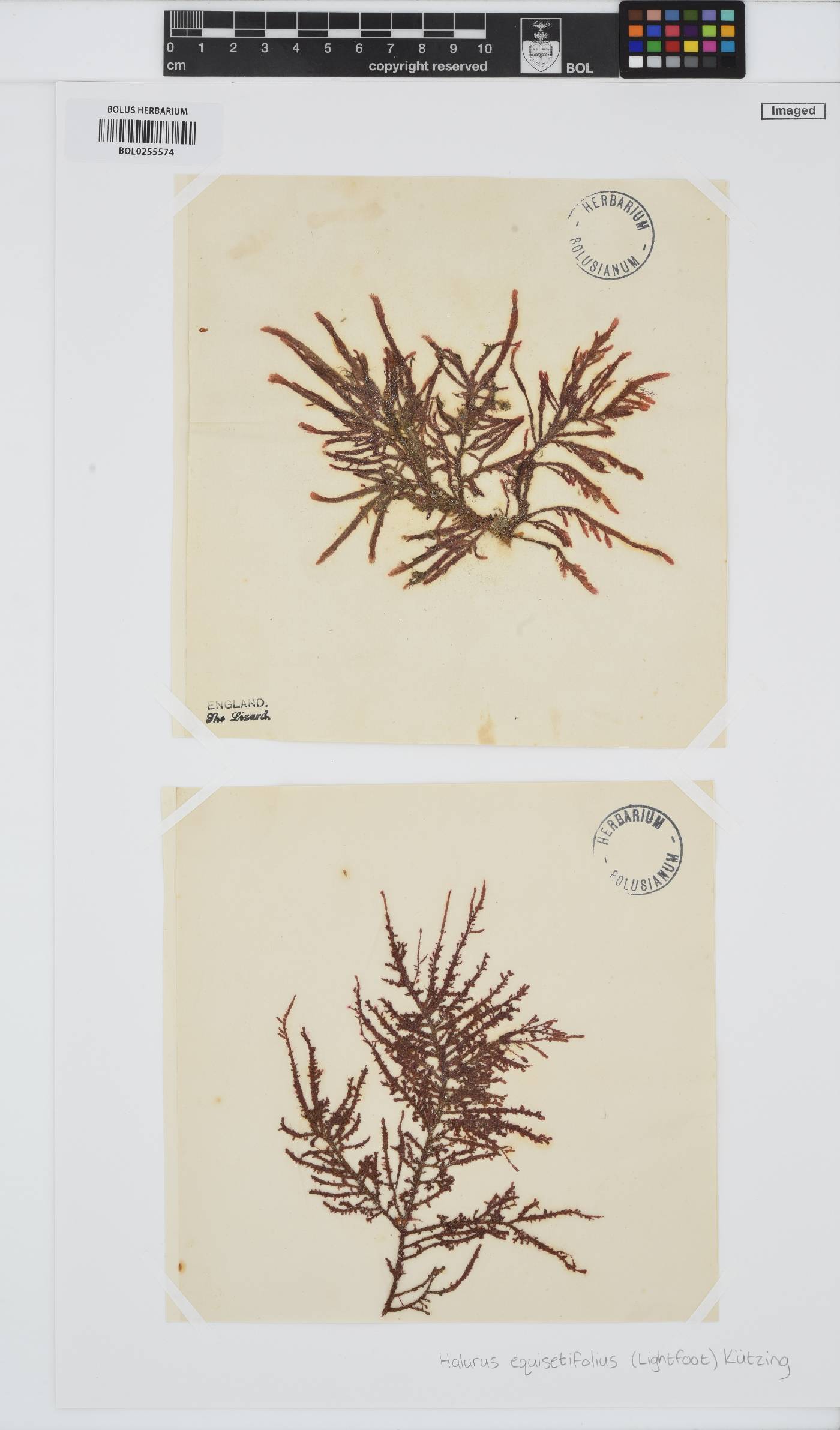 Halurus equisetifolius image