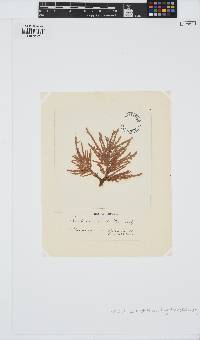 Halurus equisetifolius image