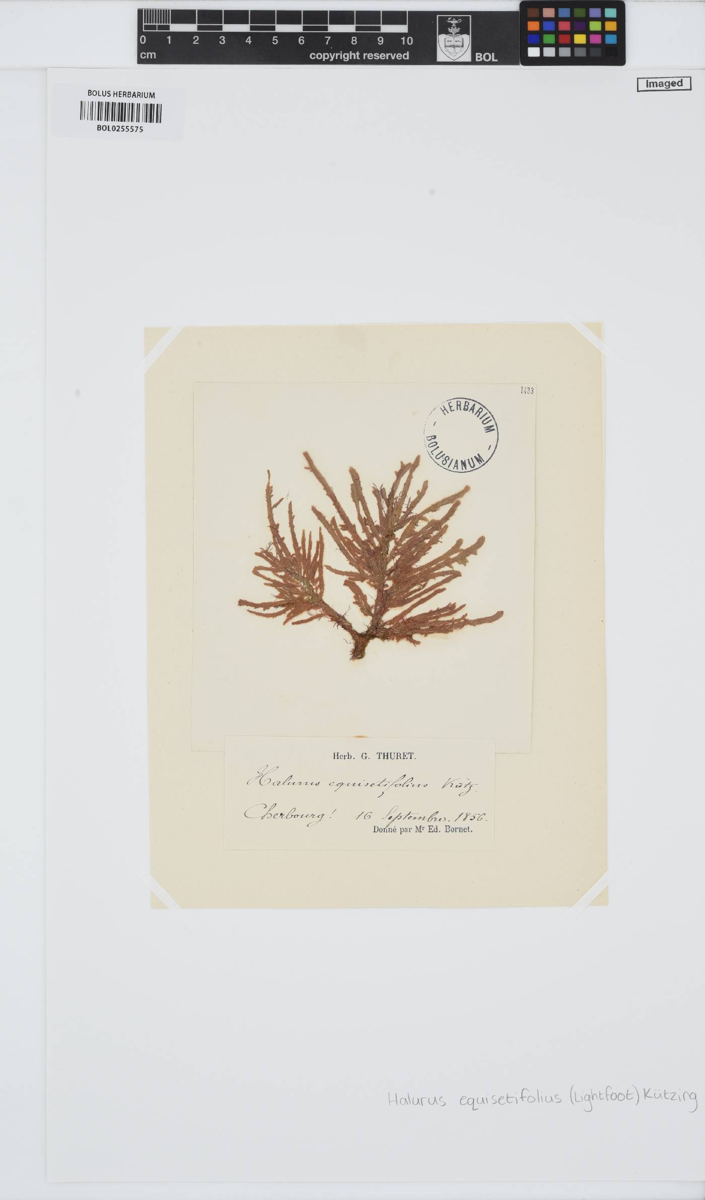 Halurus equisetifolius image