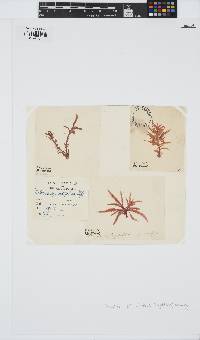 Halurus equisetifolius image