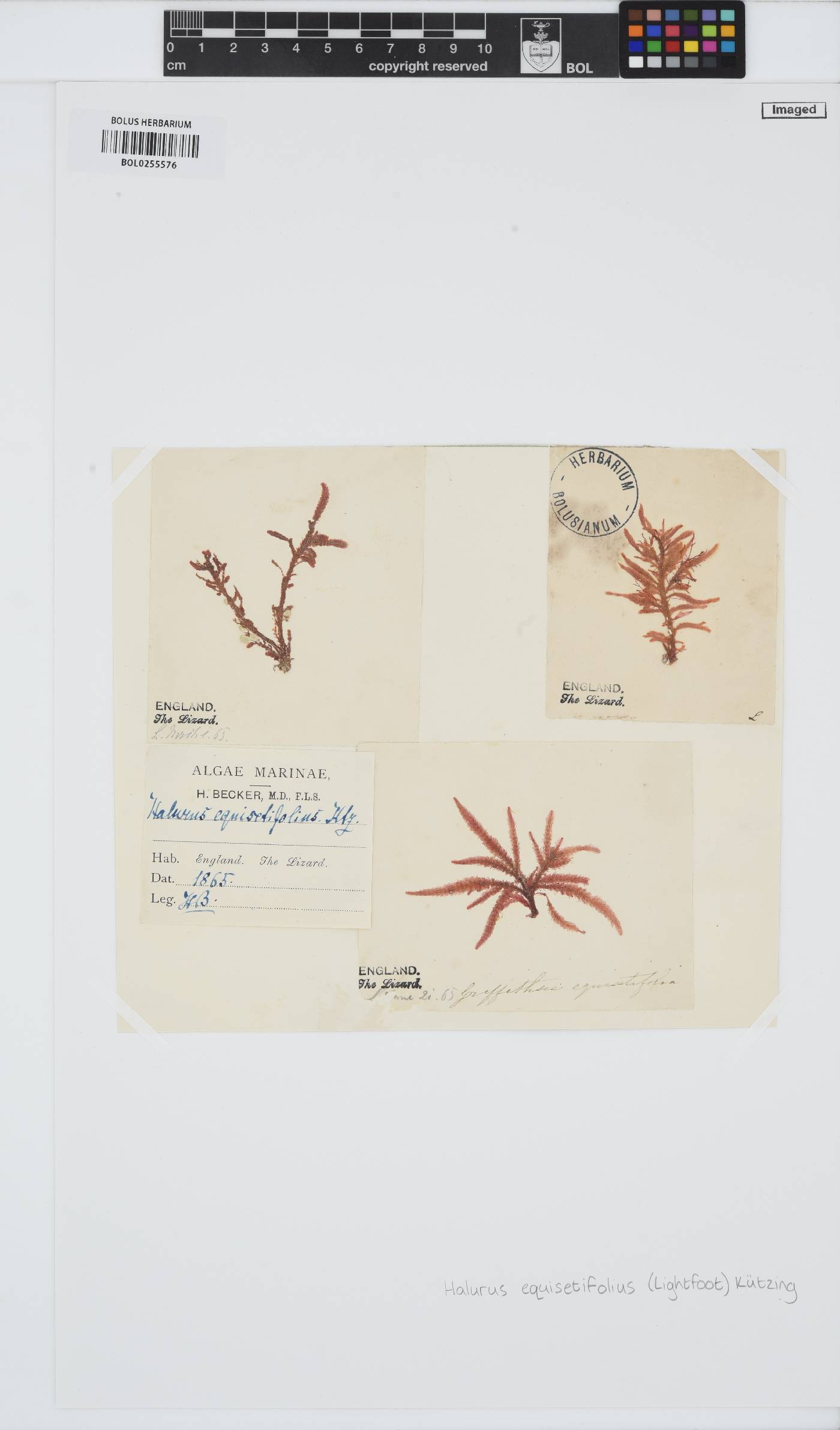 Halurus equisetifolius image