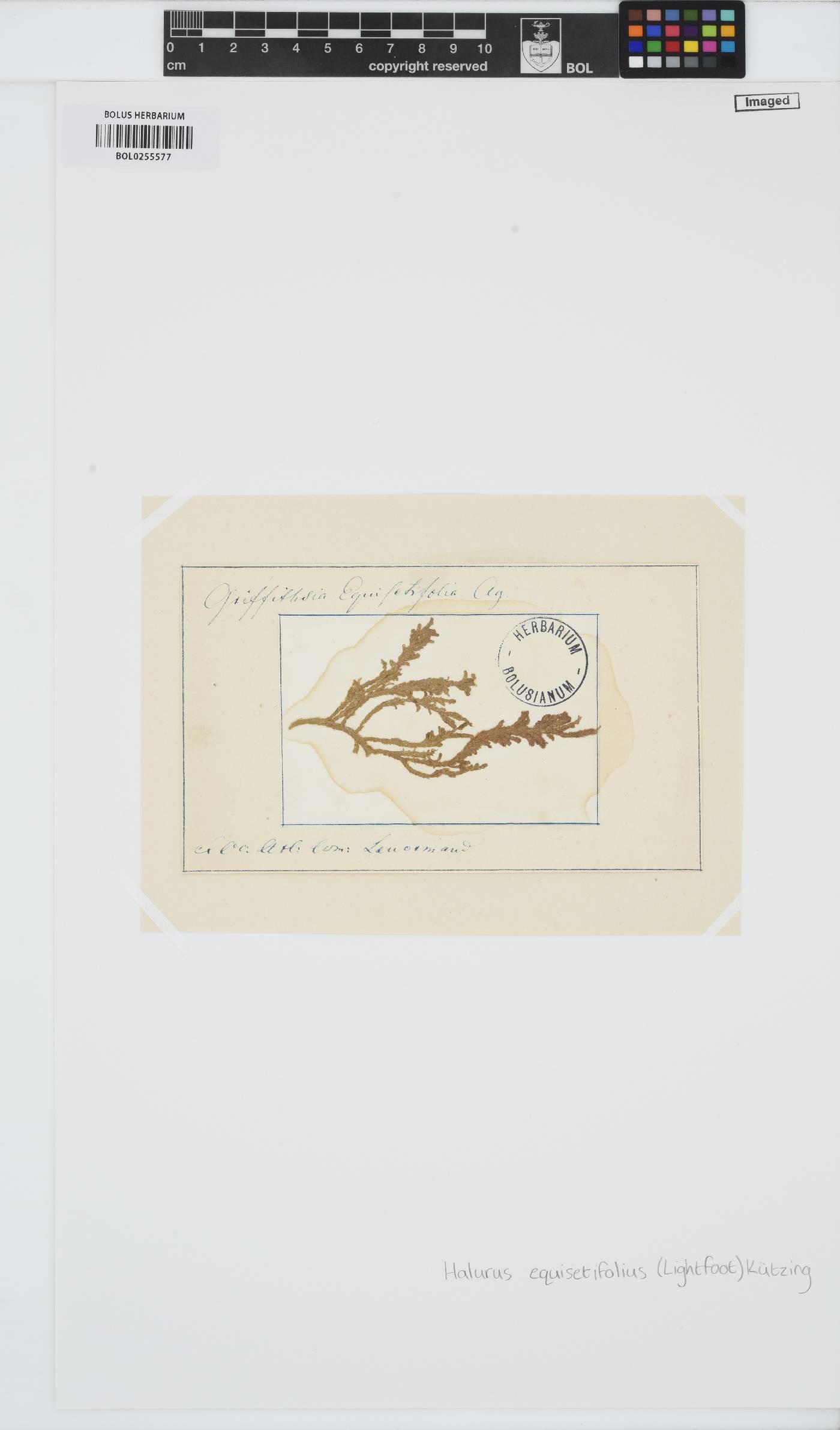 Halurus equisetifolius image