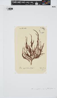 Halurus equisetifolius image