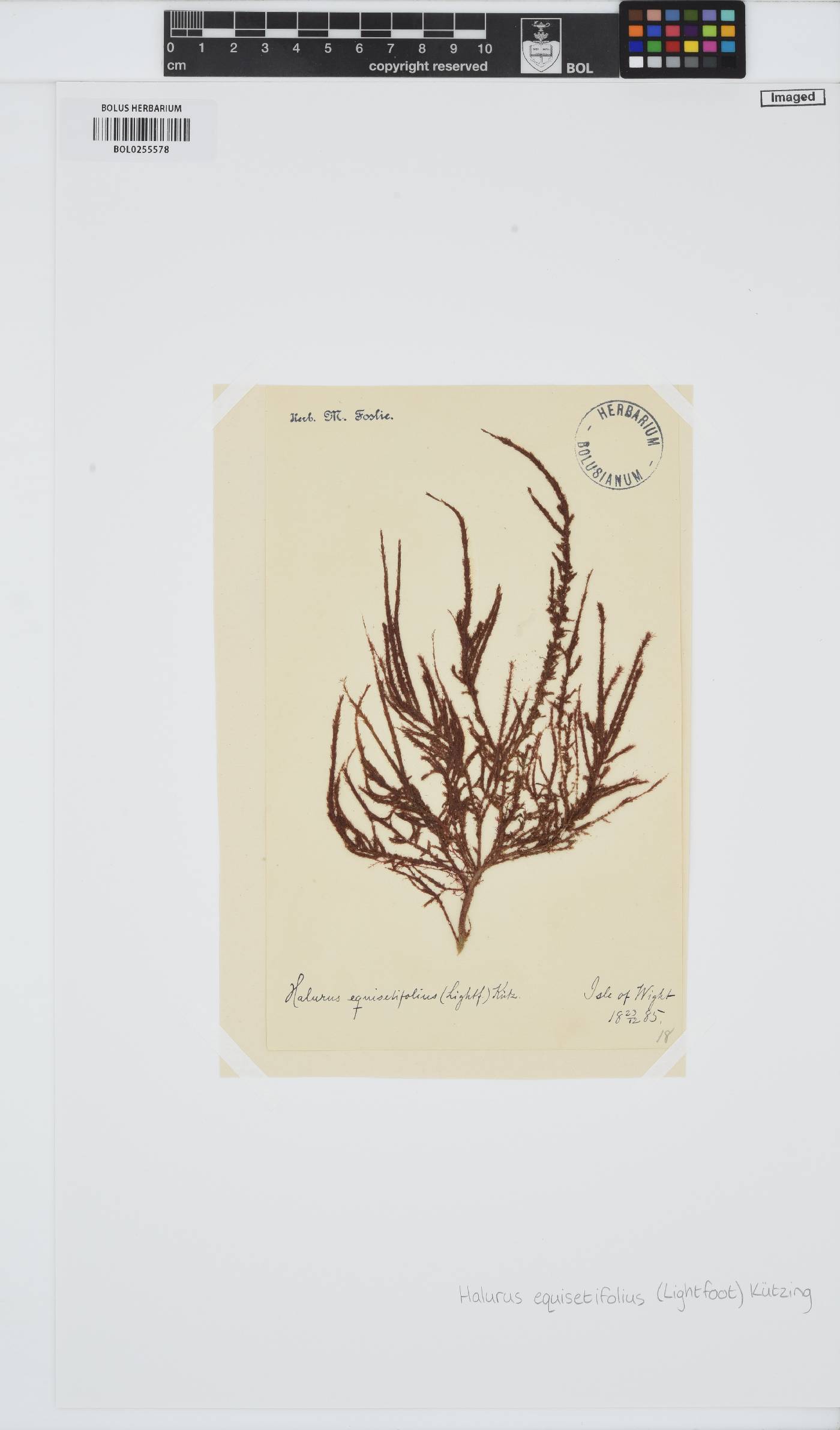 Halurus equisetifolius image