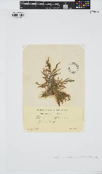 Halurus equisetifolius image