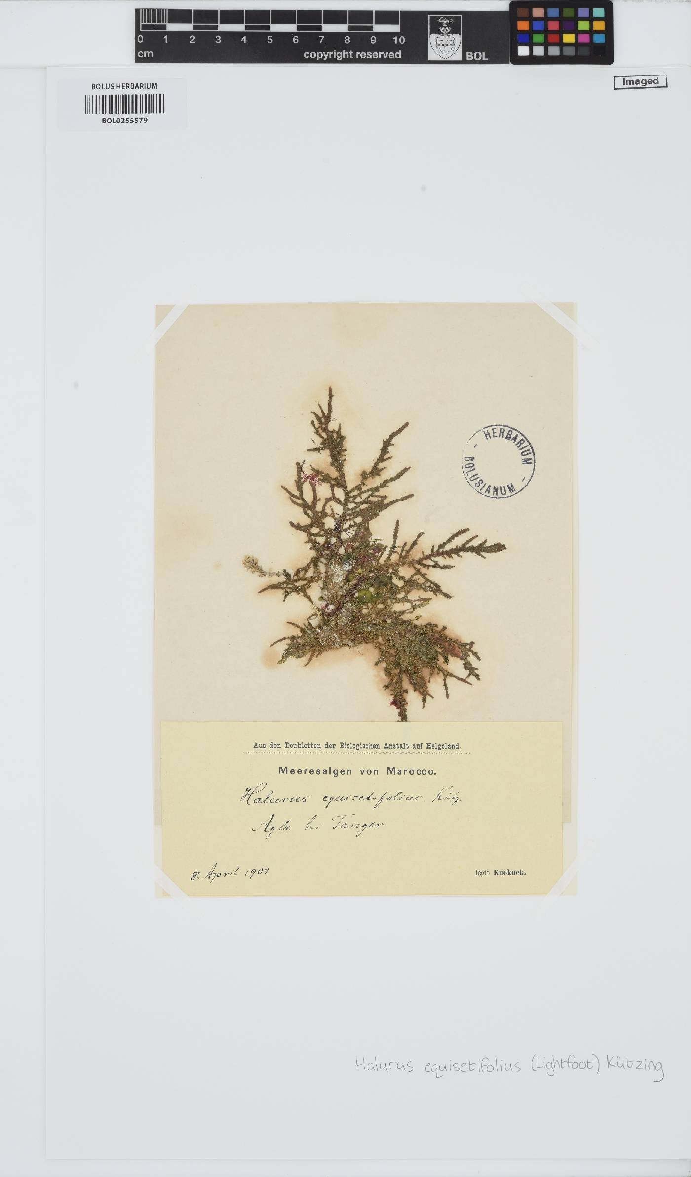Halurus equisetifolius image