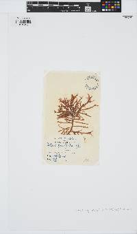 Halurus equisetifolius image