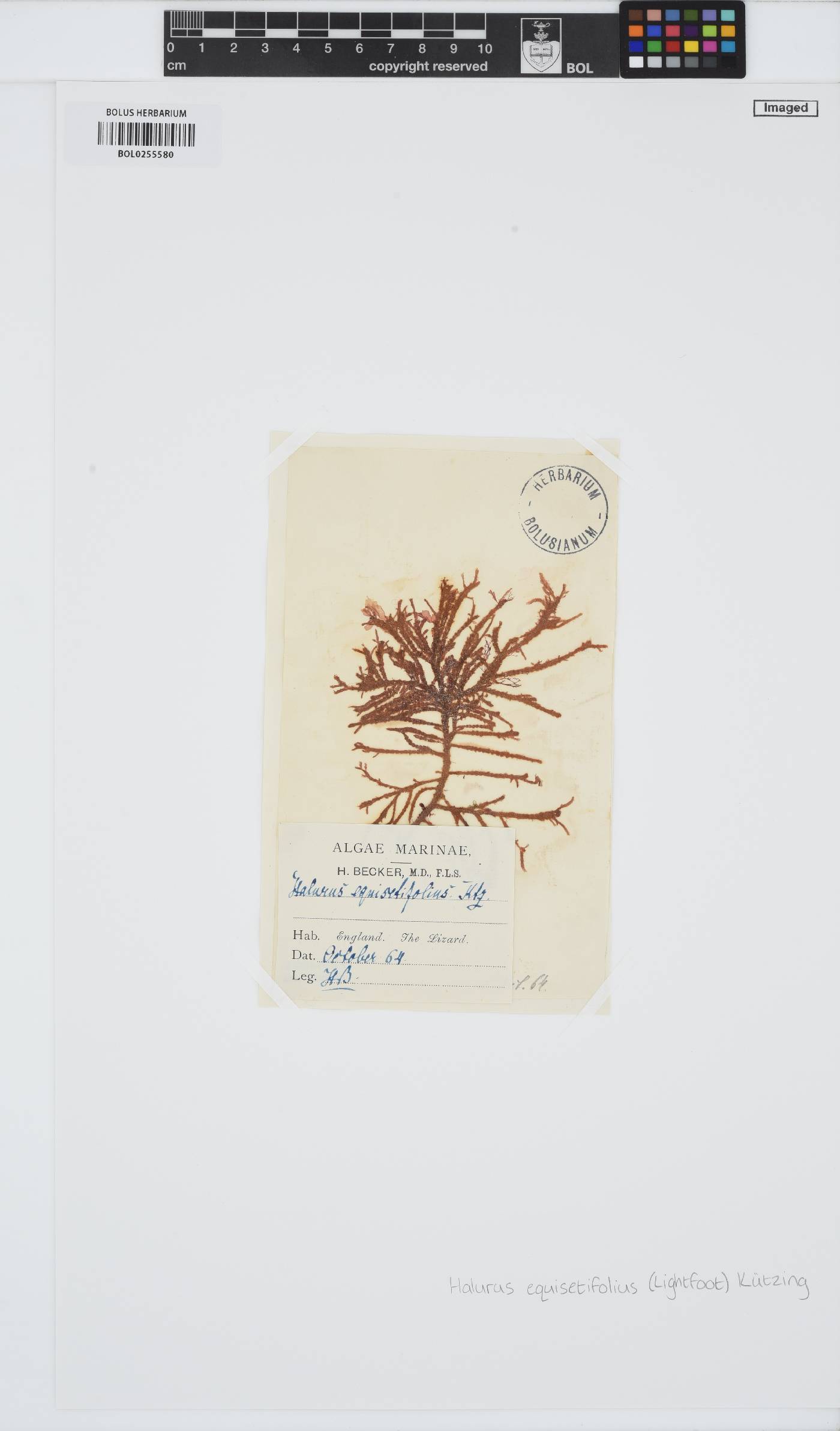 Halurus equisetifolius image