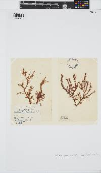 Halurus equisetifolius image