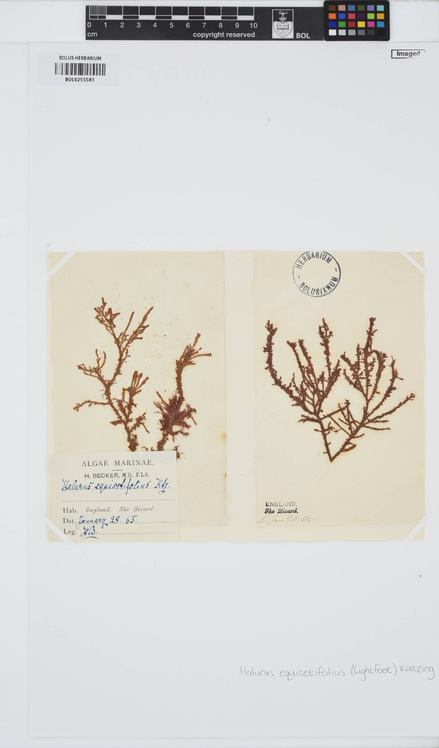 Halurus equisetifolius image