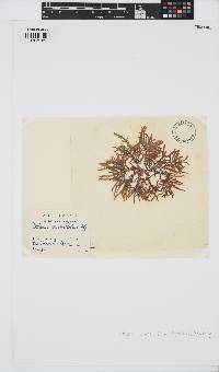 Halurus equisetifolius image