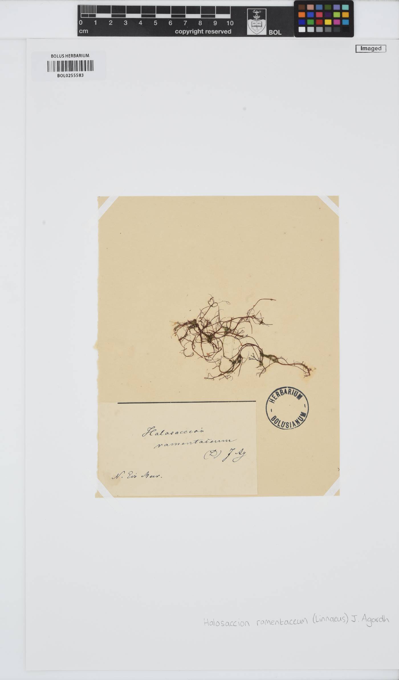 Devaleraea ramentacea image