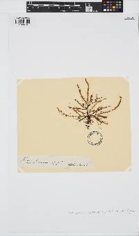 Devaleraea ramentacea image