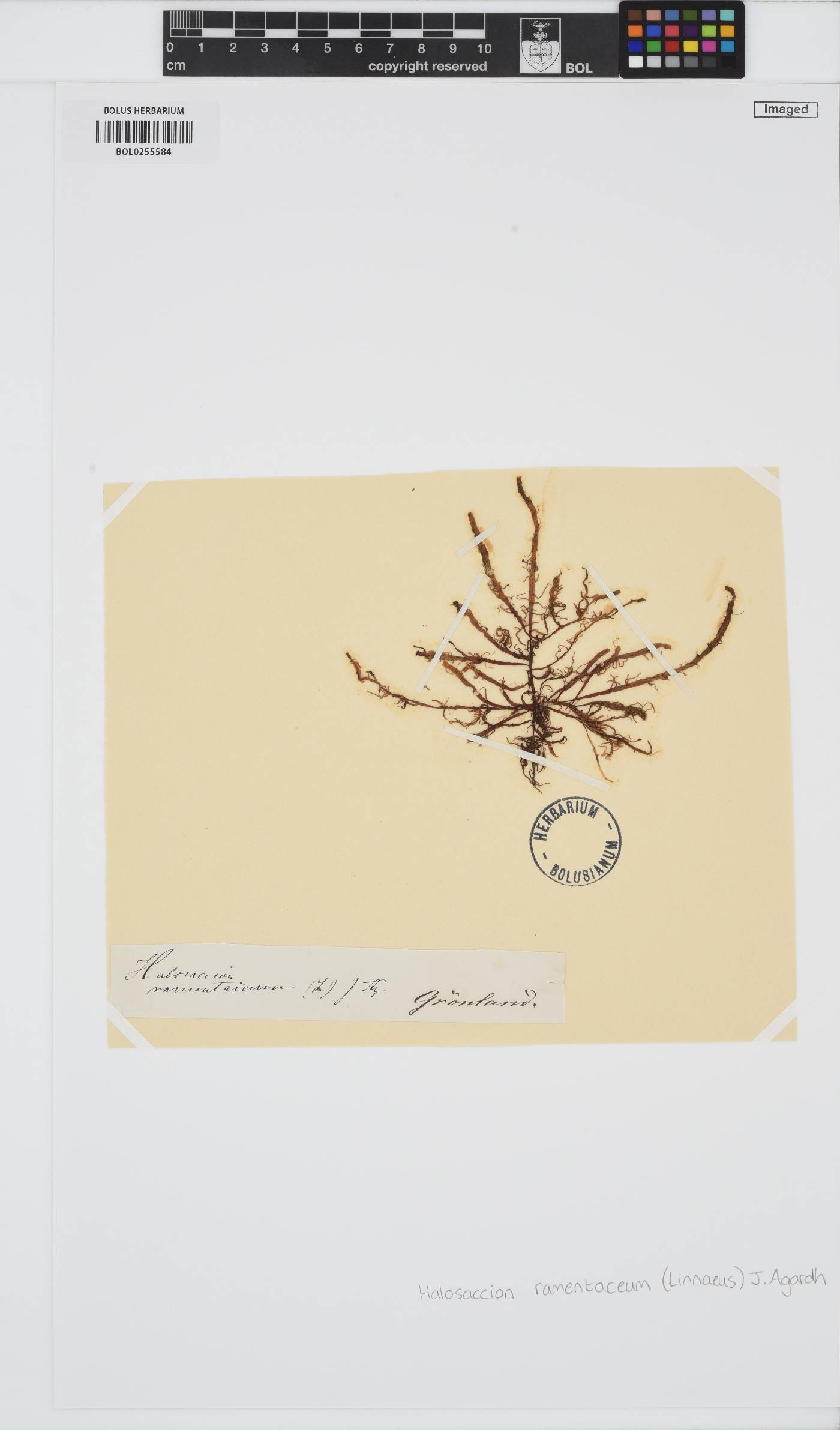 Devaleraea ramentacea image