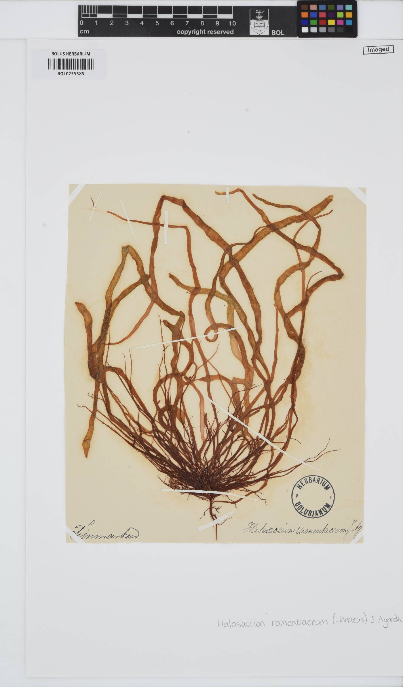 Devaleraea ramentacea image