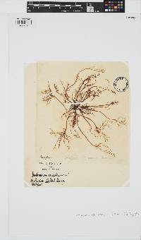 Devaleraea ramentacea image