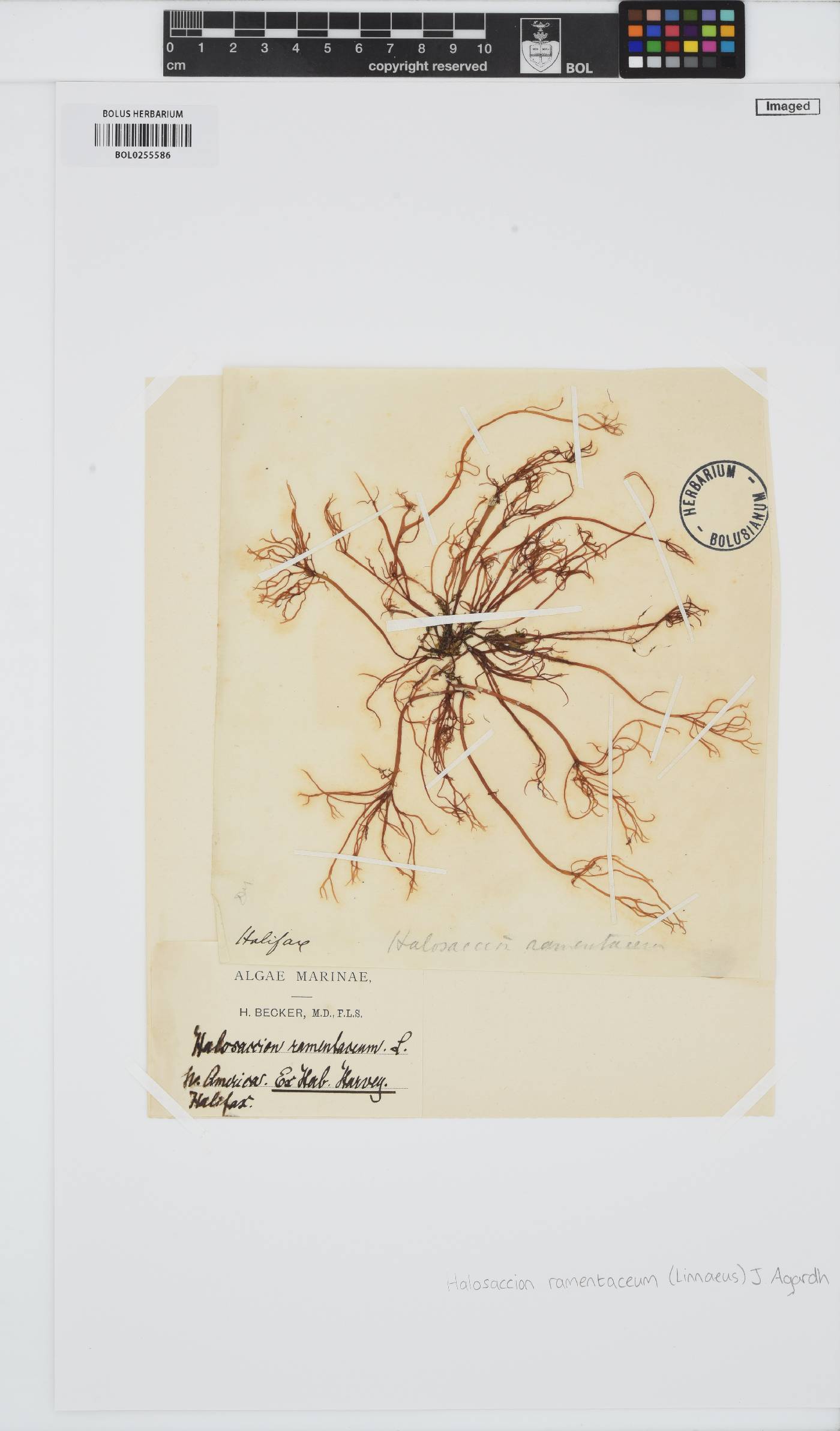 Devaleraea ramentacea image