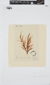 Devaleraea ramentacea image