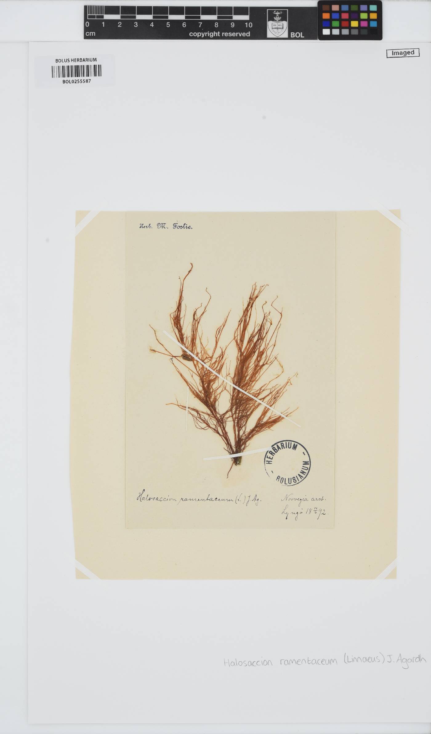 Devaleraea image