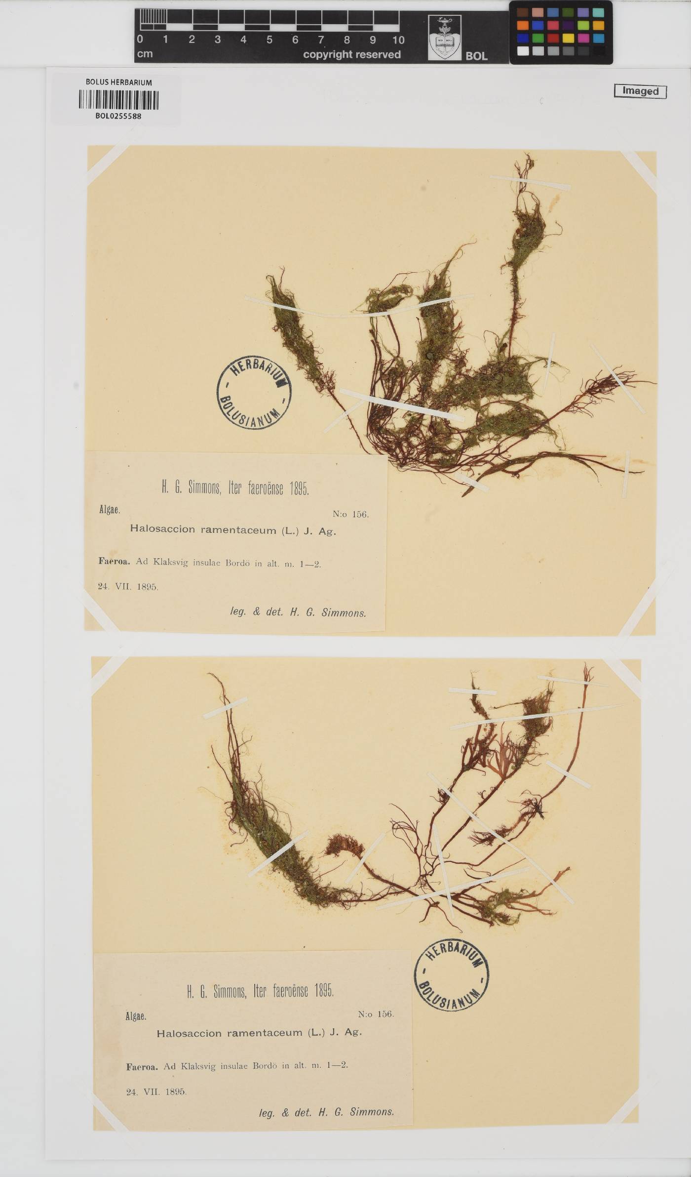 Devaleraea ramentacea image