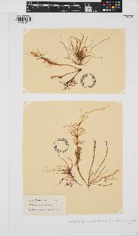 Devaleraea ramentacea image