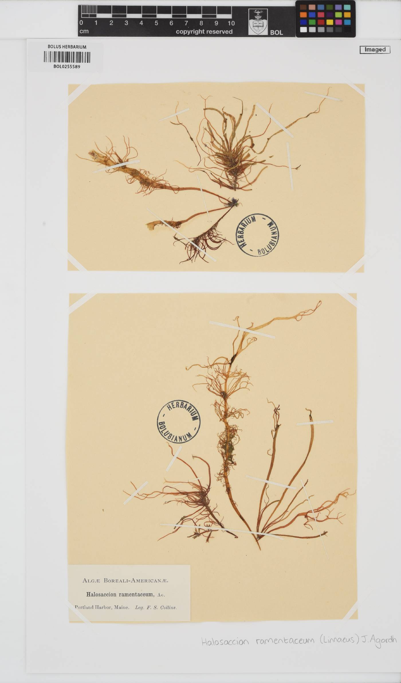 Devaleraea image