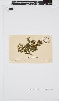 Image of Haloplegma preissii