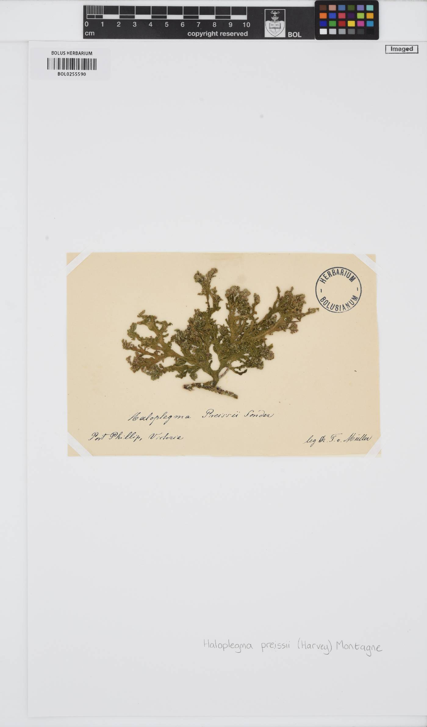 Haloplegma preissii image