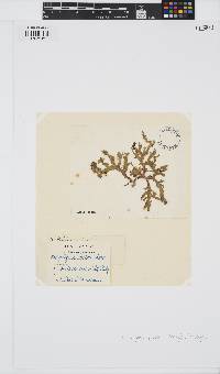 Haloplegma preissii image