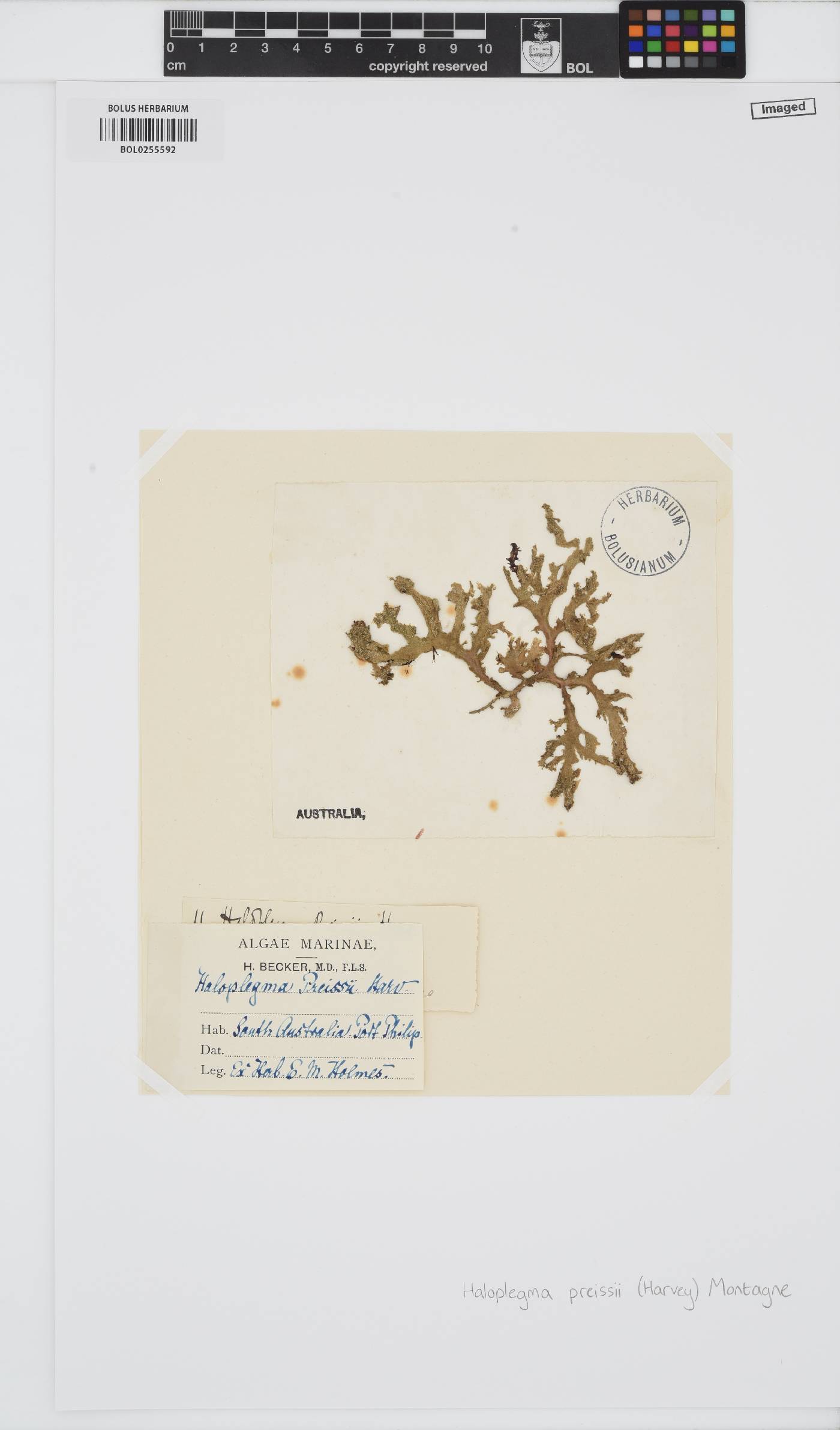 Haloplegma preissii image
