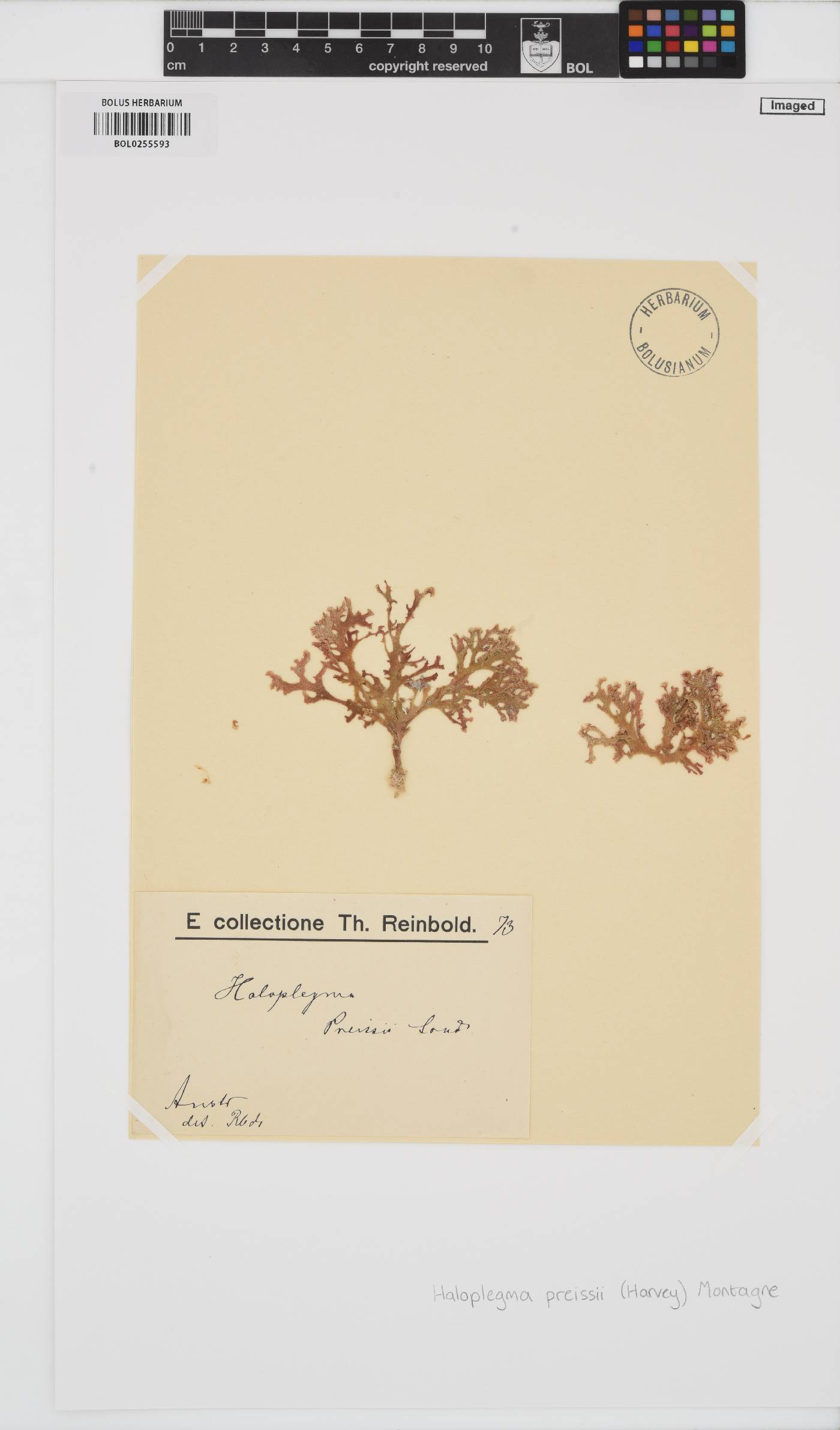 Haloplegma preissii image